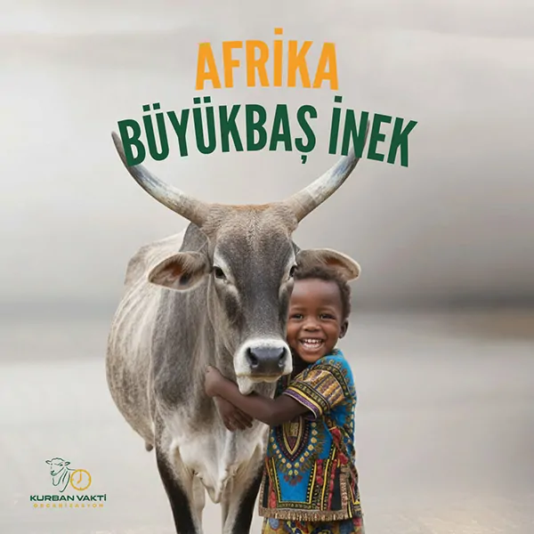 Afrika Büyükbaş Kurban İnek